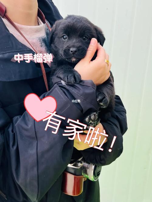 《2021年：爸爸和儿子的温暖旅程——领养找寻Found》HD1080P