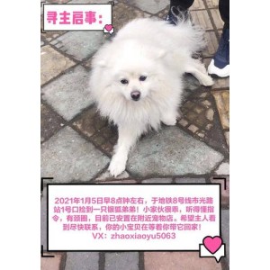 《2021年：爸爸和儿子的温暖旅程——领养找寻Found》HD1080P
