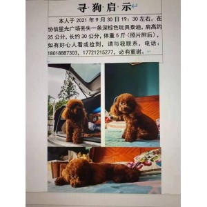 《2021年：爸爸和儿子的温暖旅程——领养找寻Found》HD1080P