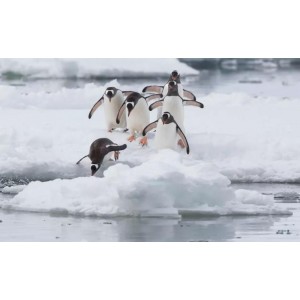 《逆冰之行：极地求生AgainsttheIce(2022)》——体验友谊、爱情、相互扶持的真实感受